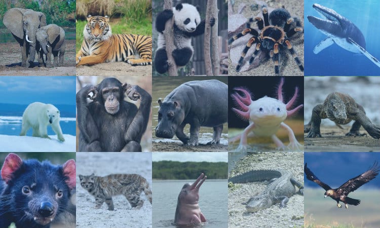 animales en extincion