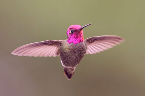 ciclo de vida de un colibrí (1)