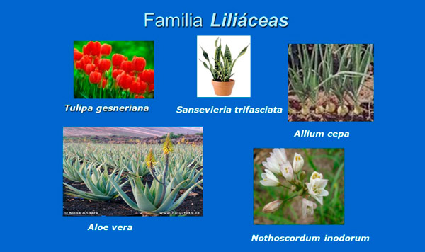 La familia de las Liliáceas