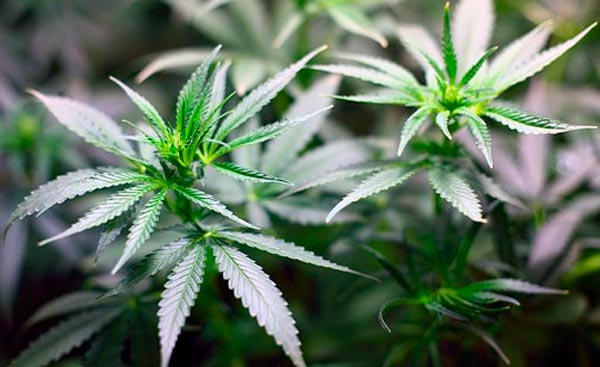beneficios reales de consumir marihuana medicinal