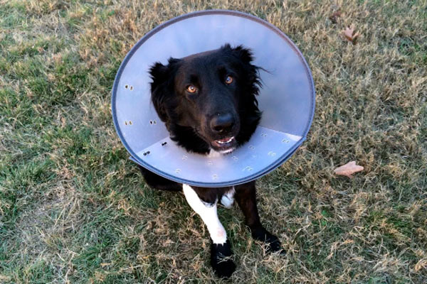 emergencia con nuestra mascota