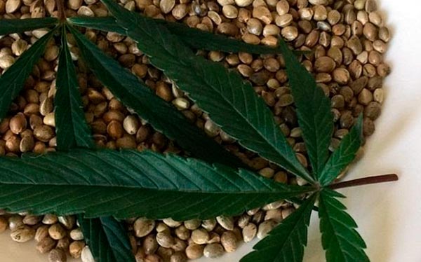 semilla de cannabis como medicina