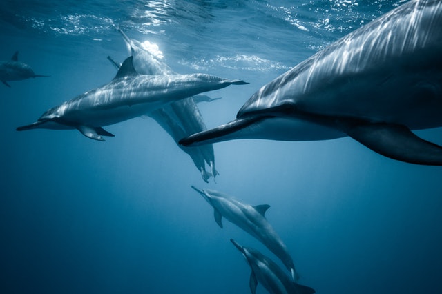 nadar con delfines