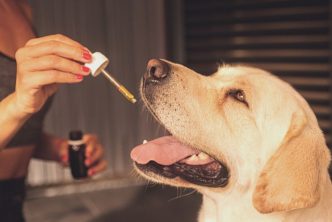 cannabis para mascotas