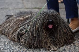 perro pelo largo