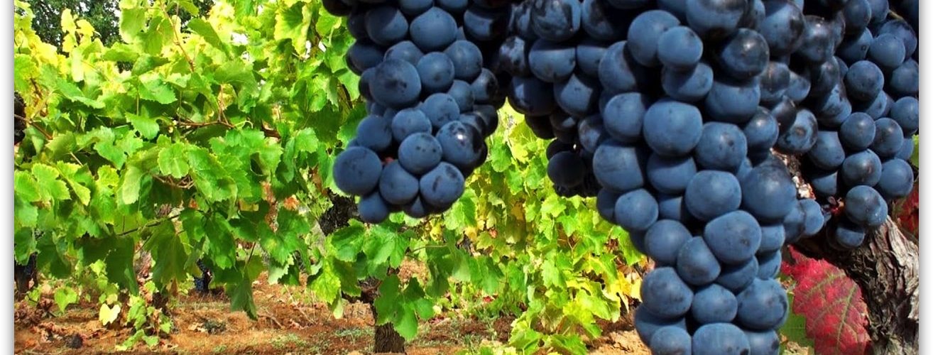 viñedos