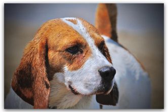 hotel canino Tomelloso